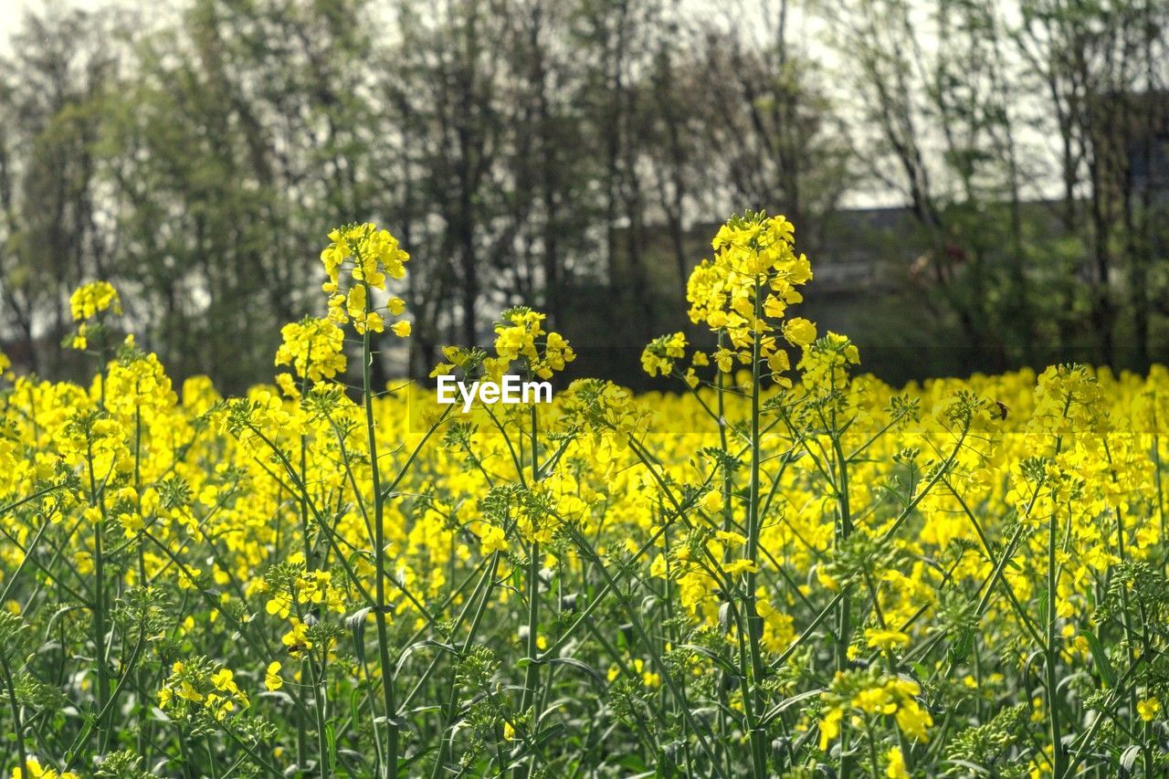 plant, yellow, growth, beauty in nature, flower, flowering plant, land, rapeseed, field, produce, freshness, vegetable, oilseed rape, nature, canola, meadow, fragility, landscape, tranquility, day, no people, prairie, blossom, mustard, agriculture, rural scene, tranquil scene, food, springtime, focus on foreground, scenics - nature, tree, outdoors, abundance, green, environment, brassica rapa, wildflower, crop, idyllic