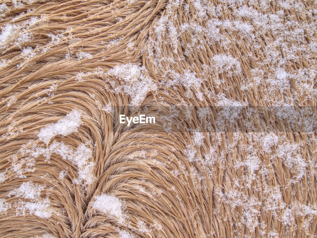 Warm winter fur of horses standing in heavy snowfall. mountain farm  in winter. horses in blizzard