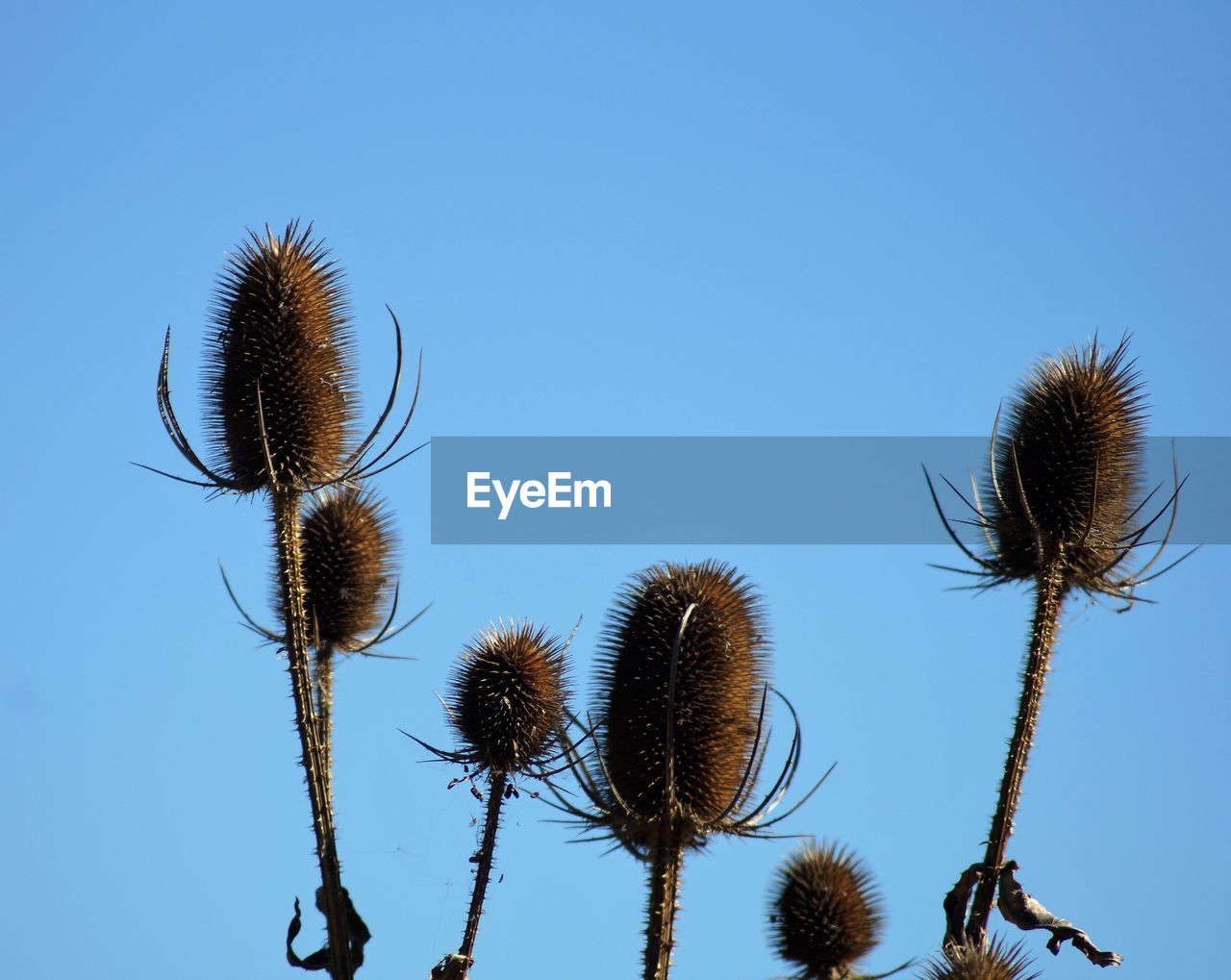 LOW ANGLE VIEW OF CACTUS AGAINST CLEAR SKY