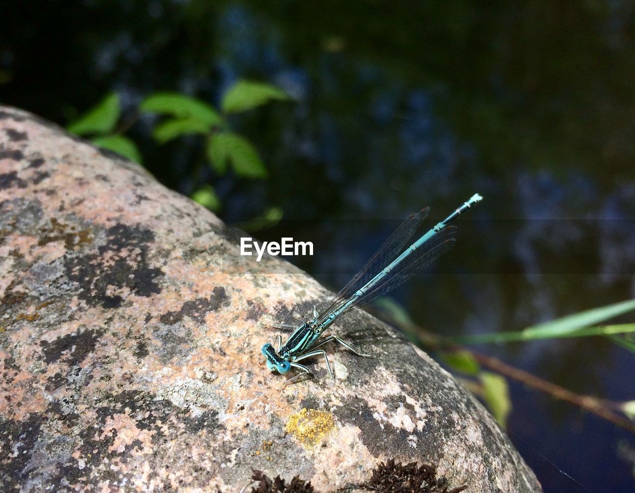 CLOSE-UP OF DAMSELFLY PERCHING ON LEAF