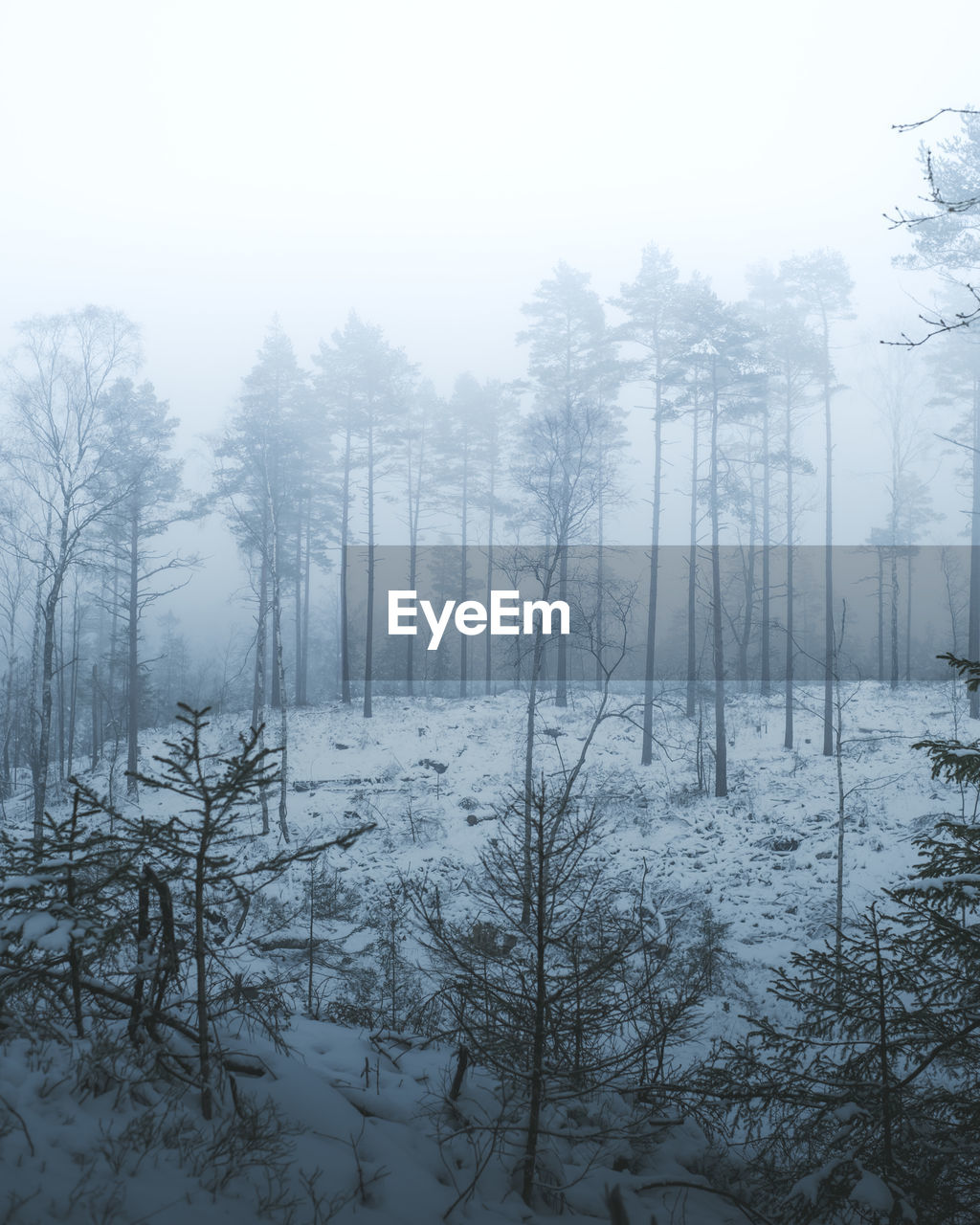 SCENIC VIEW OF SNOW COVERED LAND