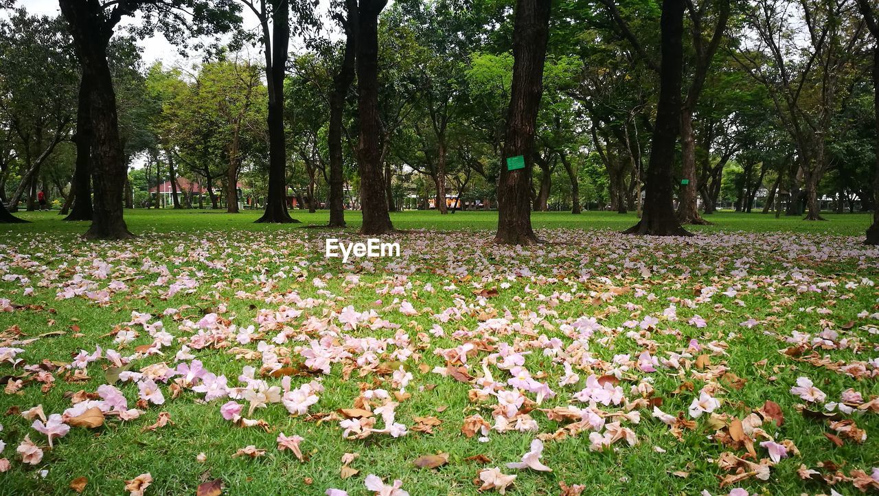 View of flowering plants and trees in park