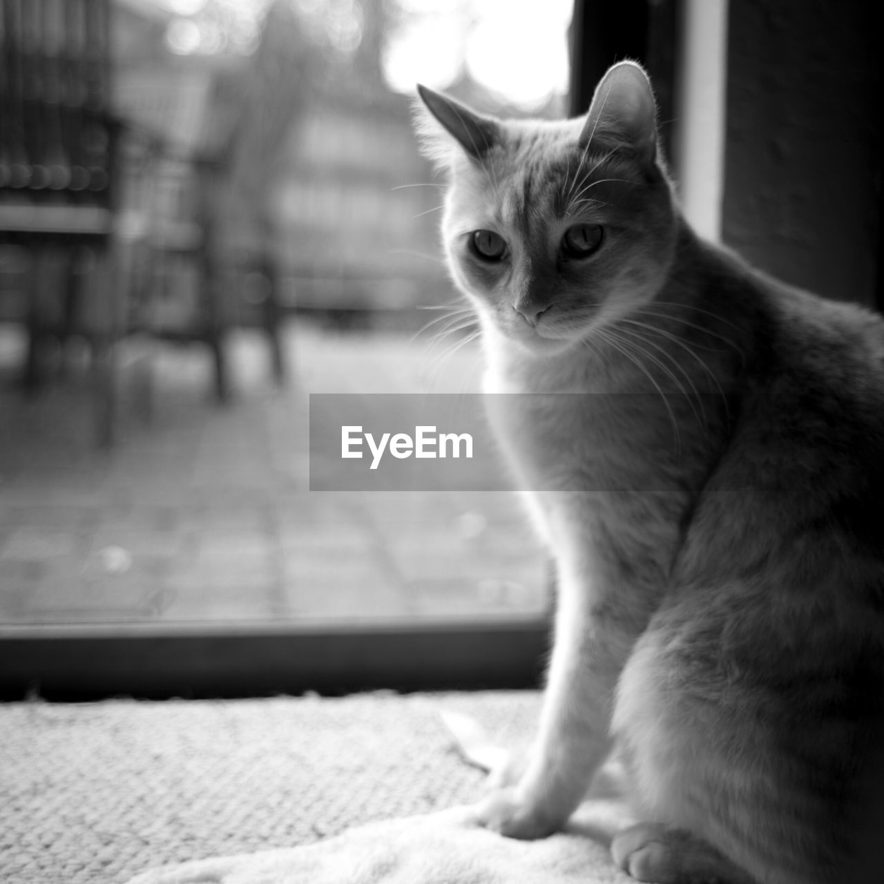 Portrait of cat at home