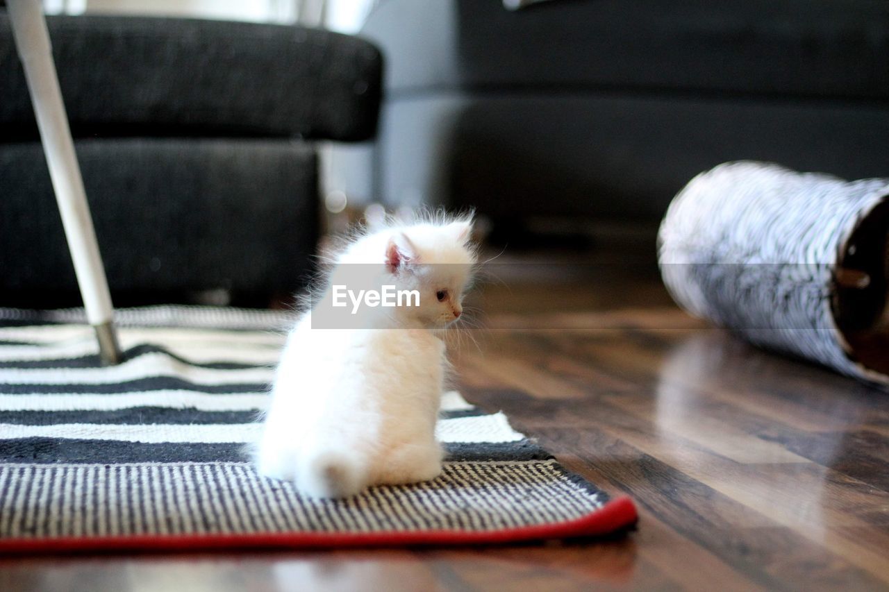 Siberian kitten at home