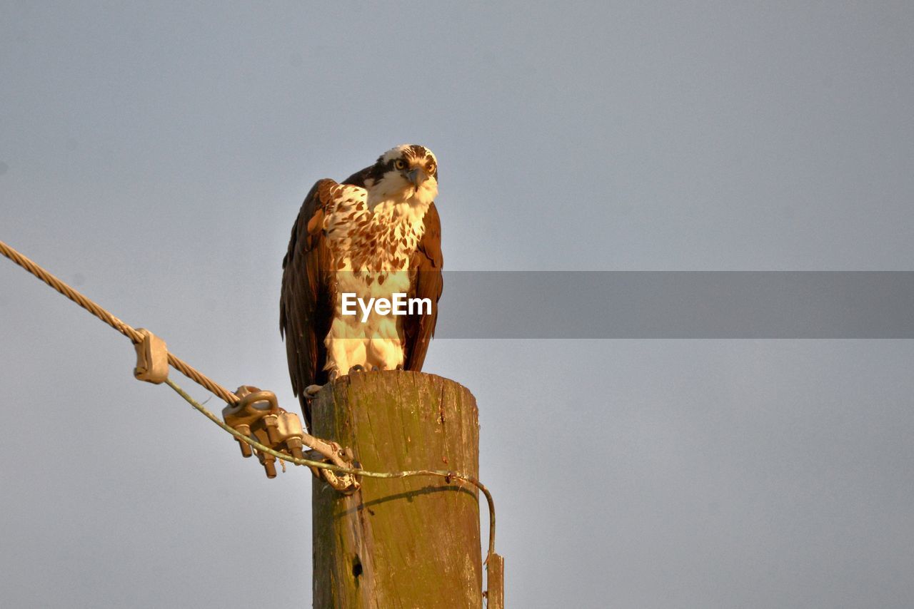 LOW ANGLE VIEW OF EAGLE PERCHING ON WOODEN POST