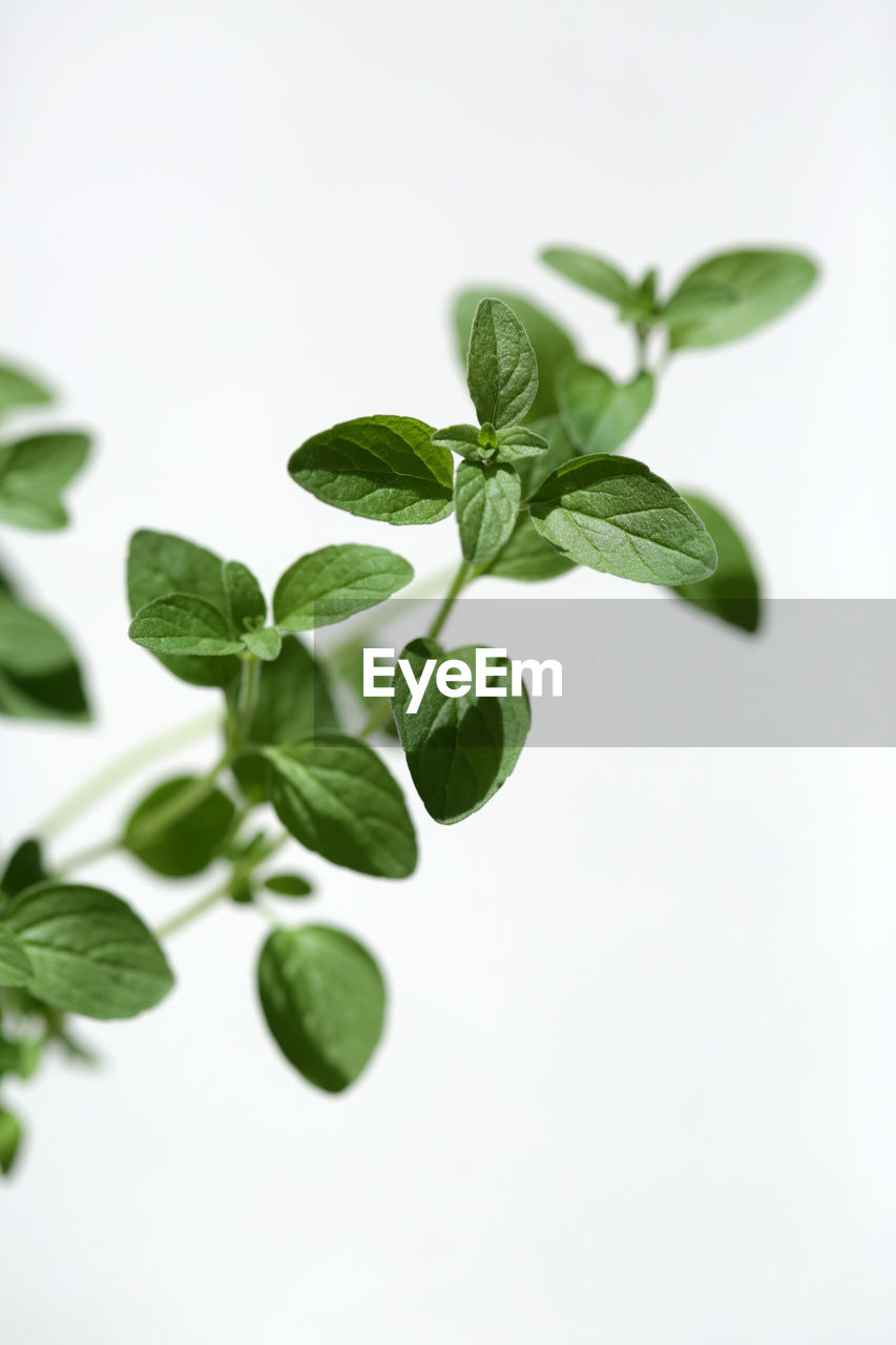 Fresh oregano against a clean background