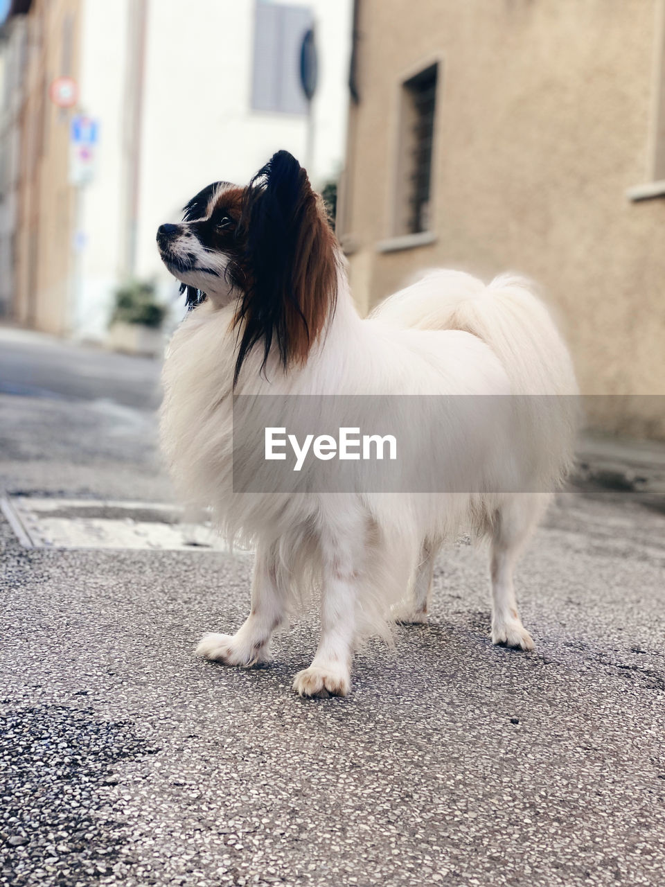 DOG LOOKING AWAY ON ROAD