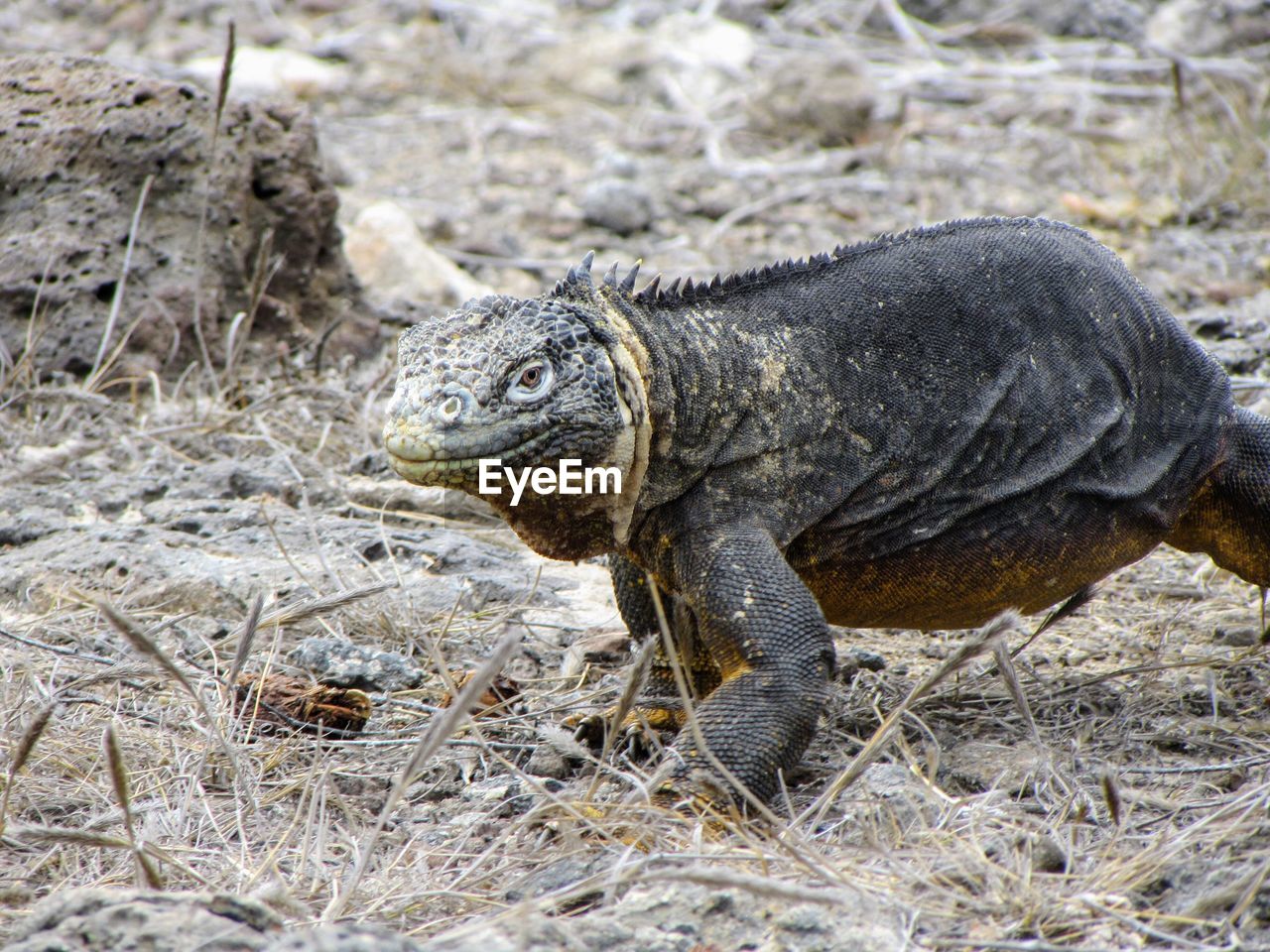 CLOSE-UP OF IGUANA