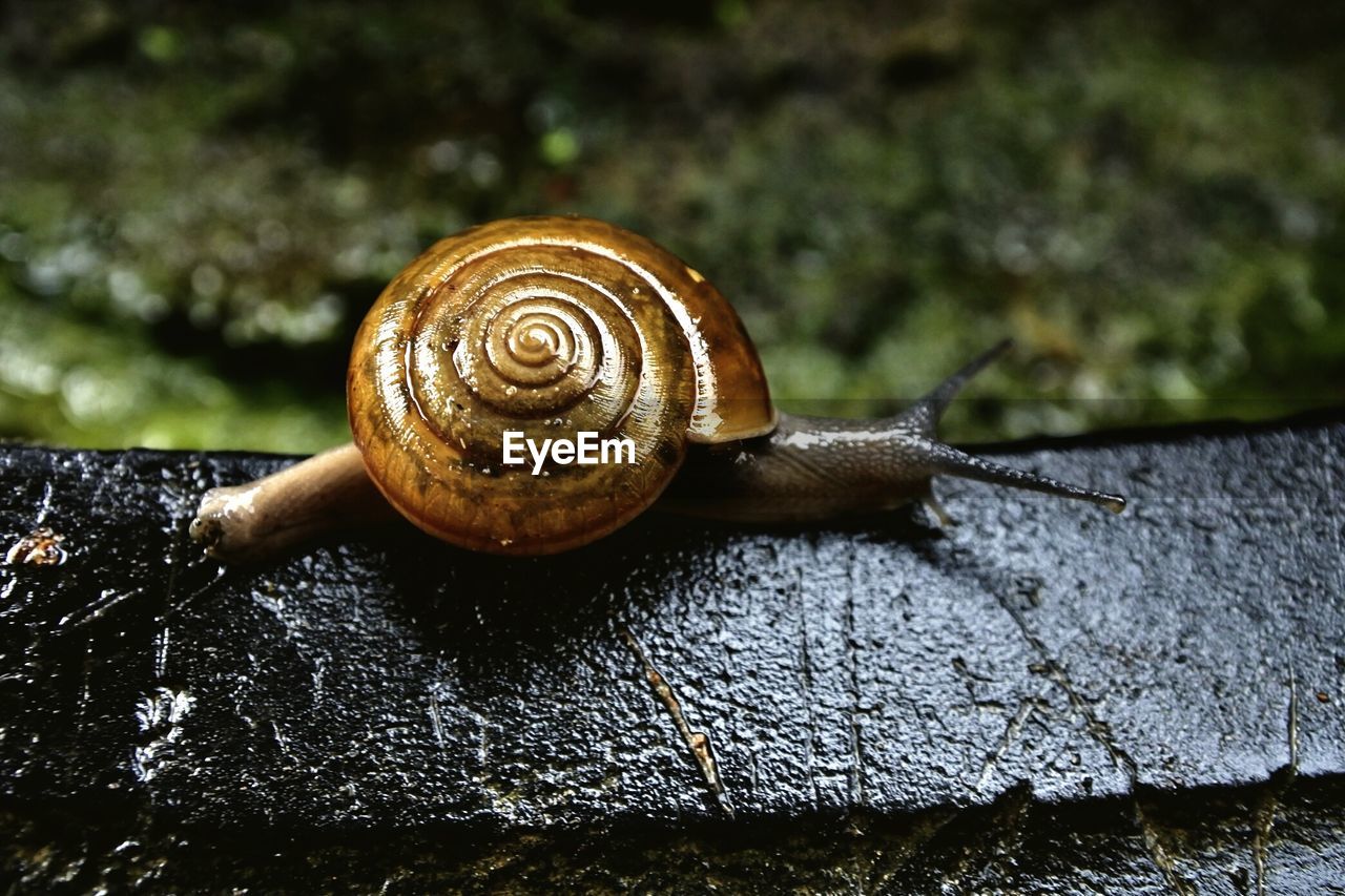 CLOSE-UP OF SNAIL ON A A SHELL