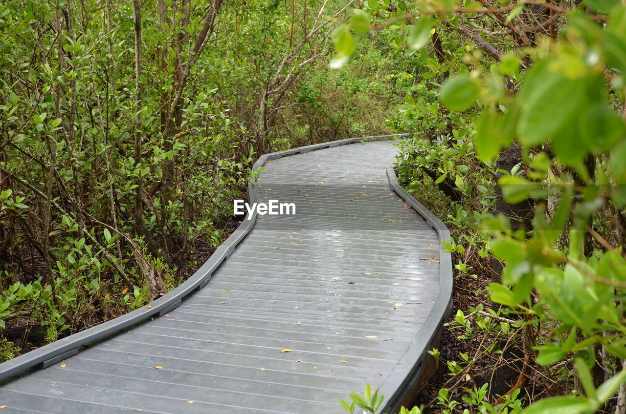 Boardwalk amidst trees in forest