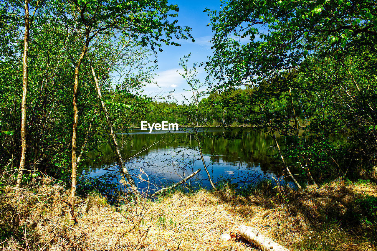 LAKE IN FOREST