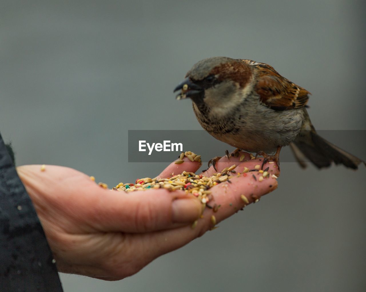 Close-up of hand holding bird eating food