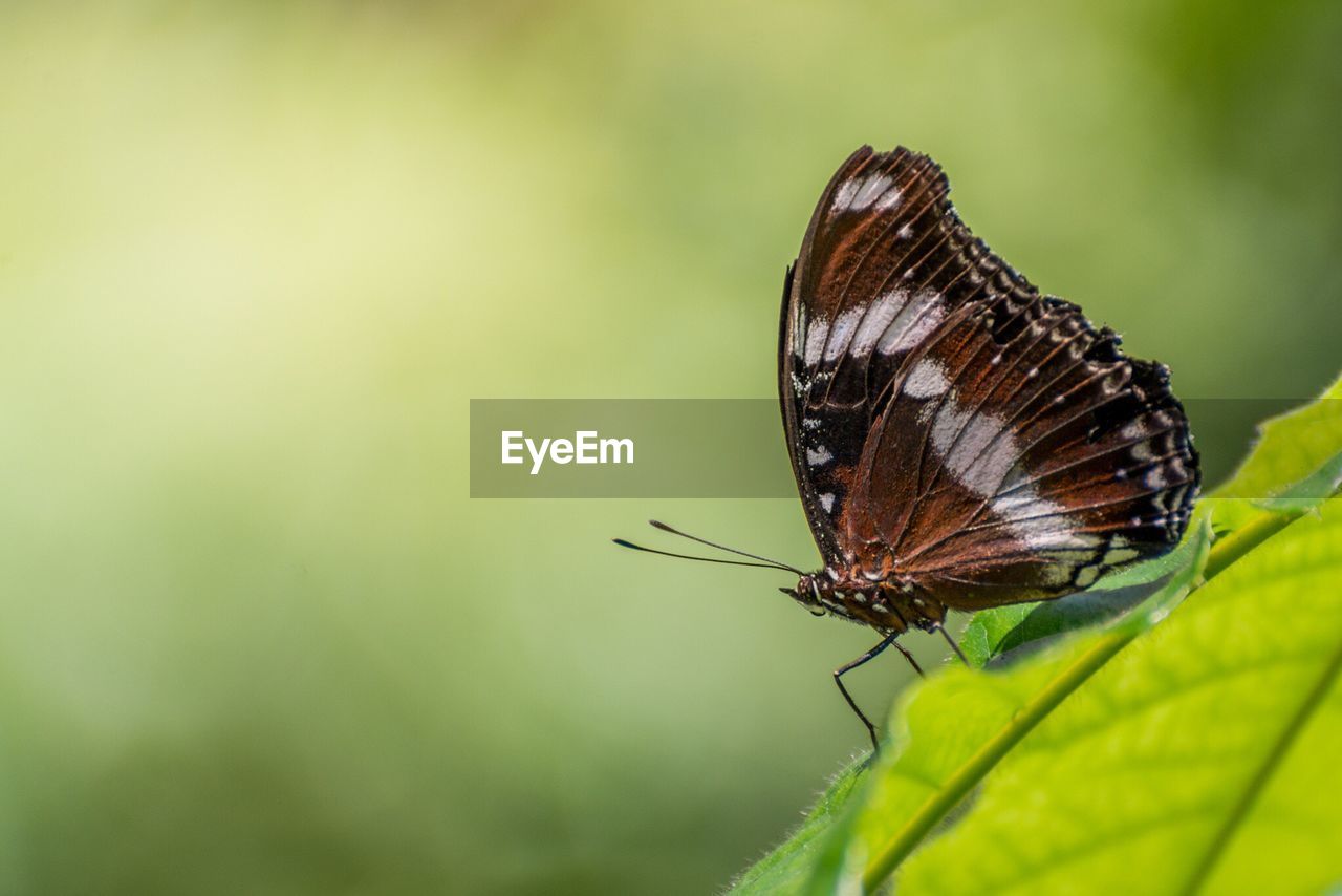 Close-up side view of butterfly against blurred background