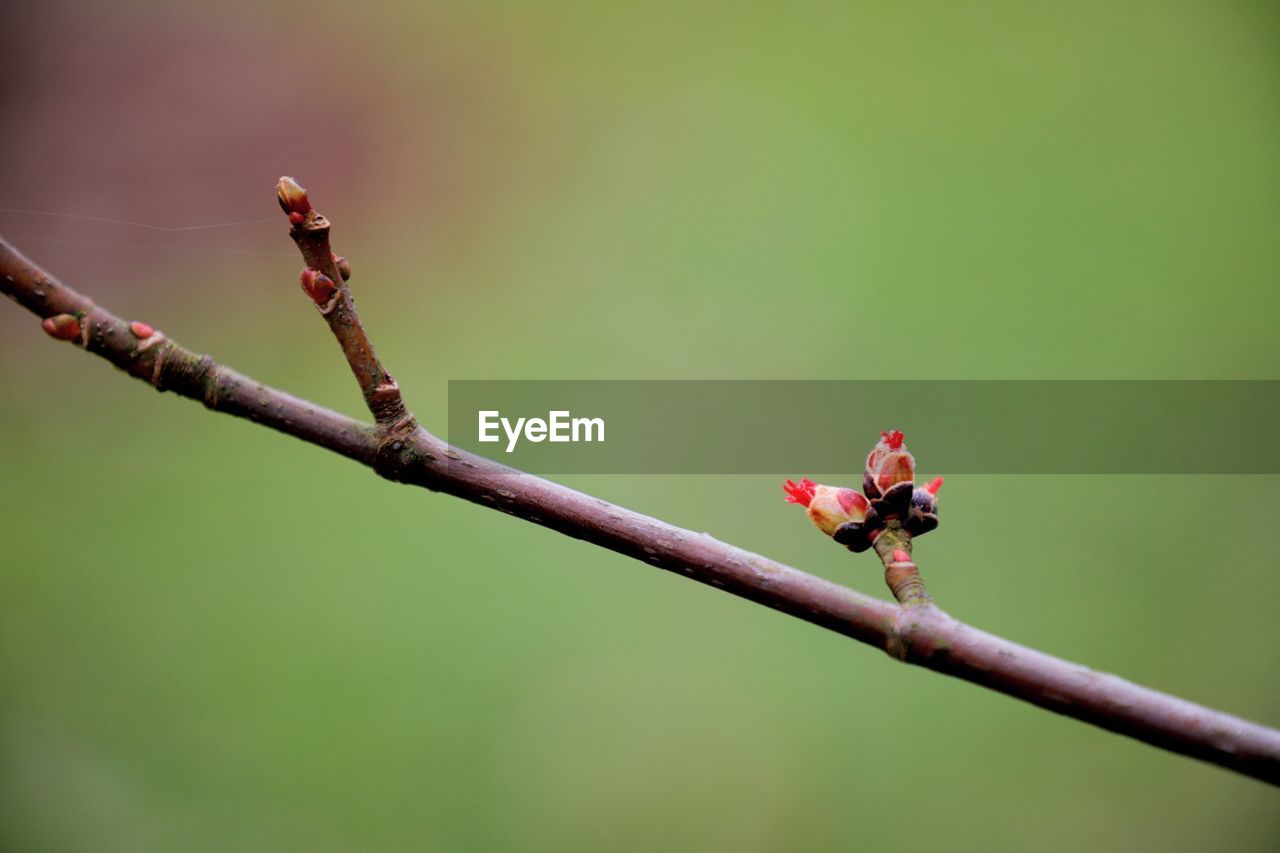 Close-up of red flowering plant