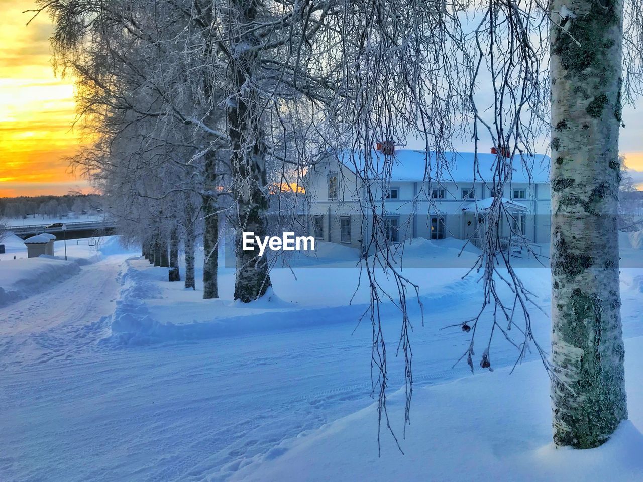 BARE TREES ON SNOW COVERED LANDSCAPE