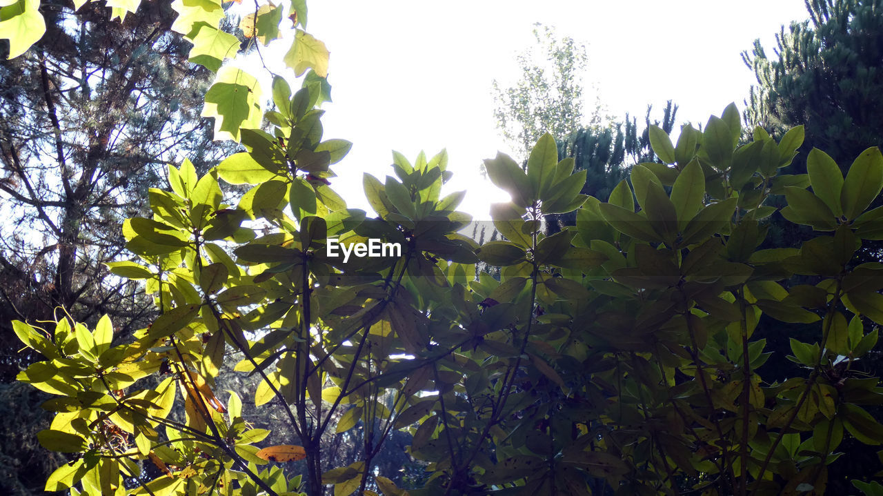 LOW ANGLE VIEW OF FRESH GREEN LEAVES AGAINST SKY