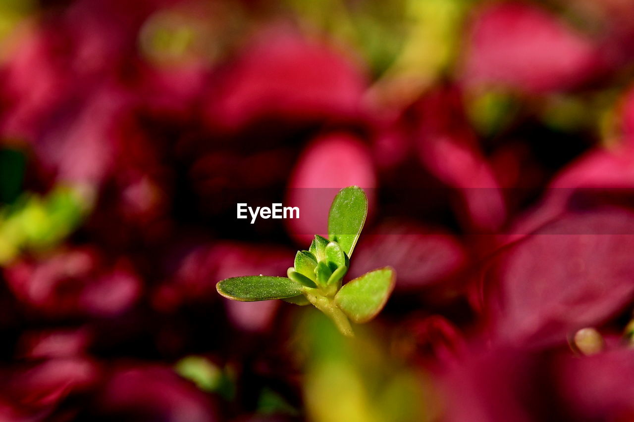 Close-up of red flower