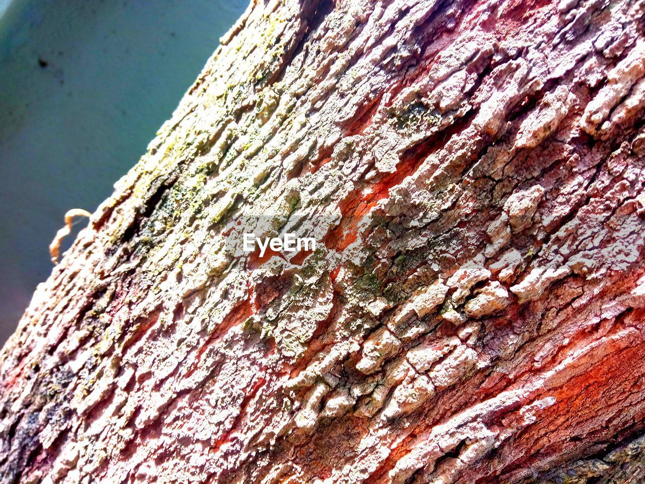 CLOSE-UP OF TREE TRUNK WITH BARK