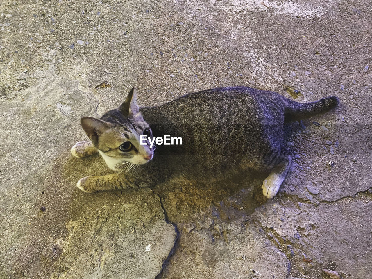 HIGH ANGLE VIEW OF CAT ON THE STREET