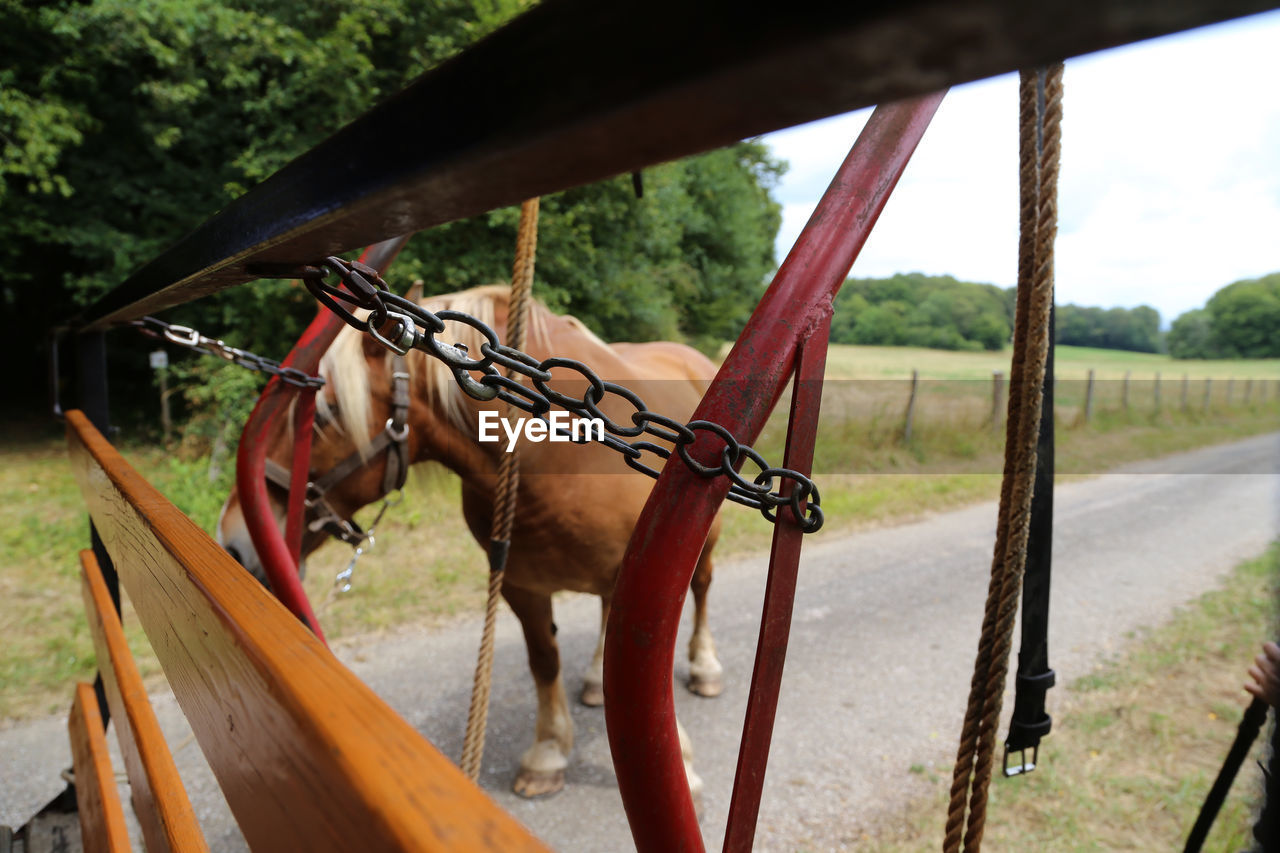 Horse cart in ranch