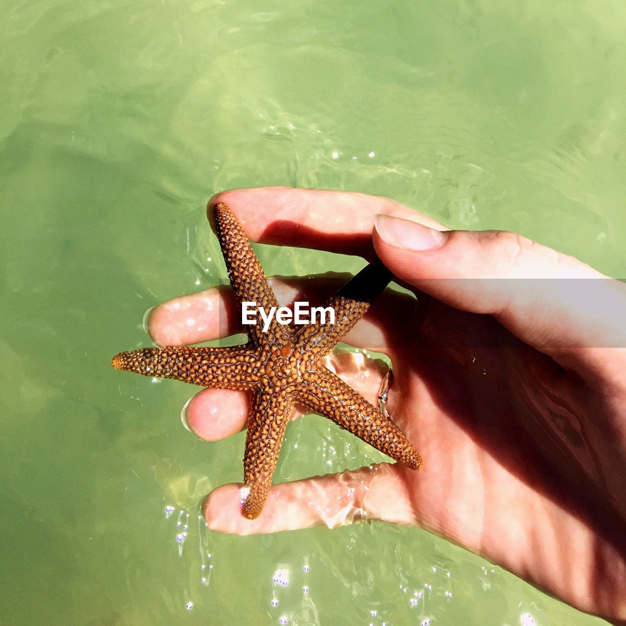 Cropped hand holding starfish over water