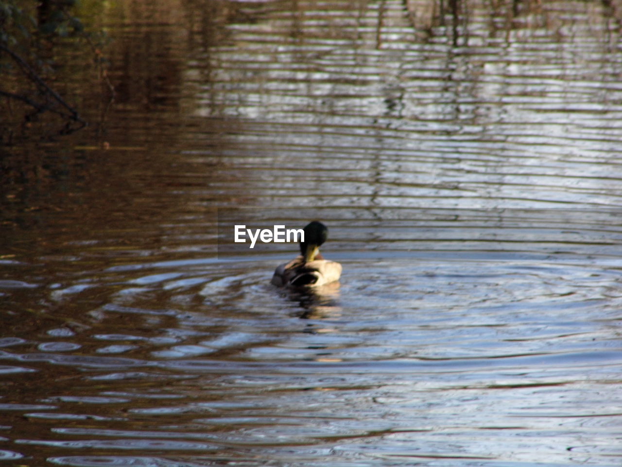 HIGH ANGLE VIEW OF MALLARD DUCK SWIMMING IN LAKE