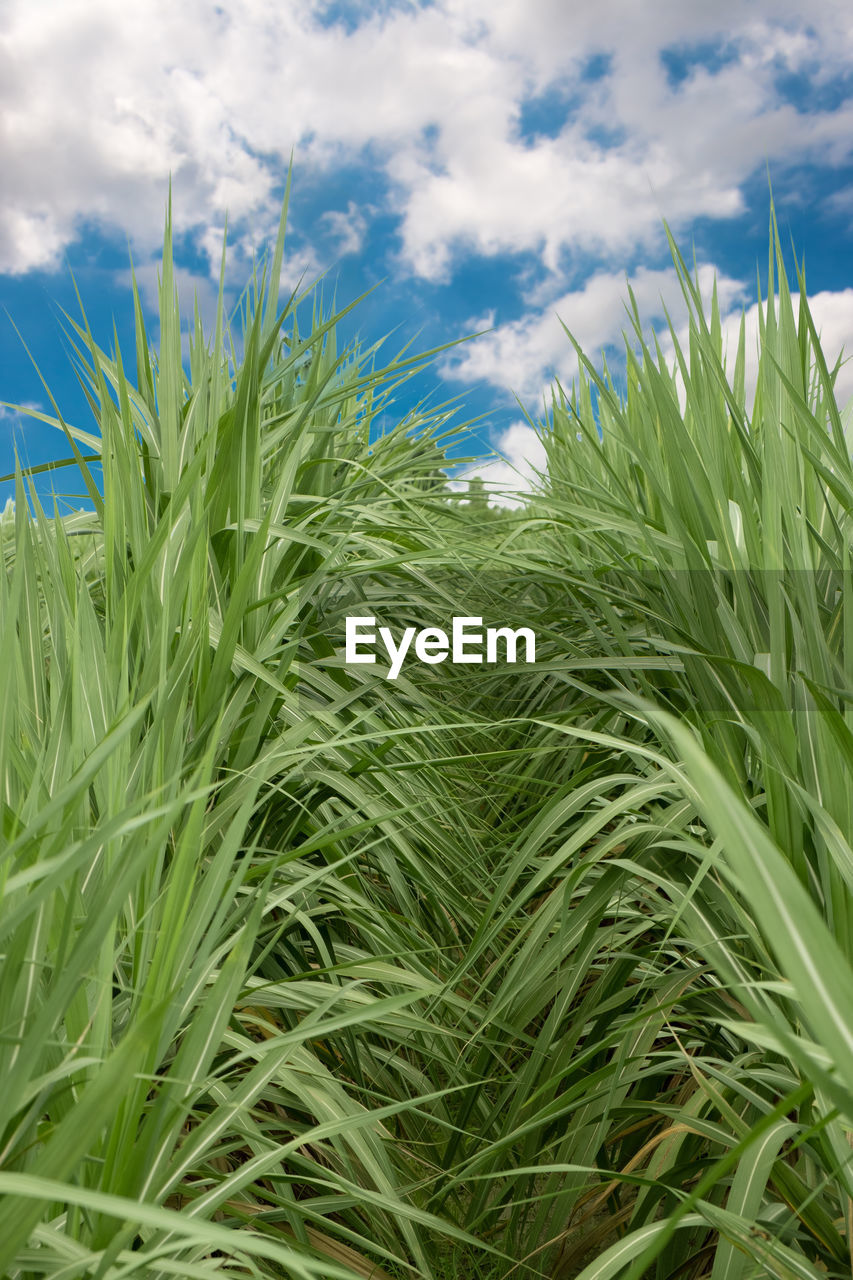 CLOSE-UP OF STALKS AGAINST SKY