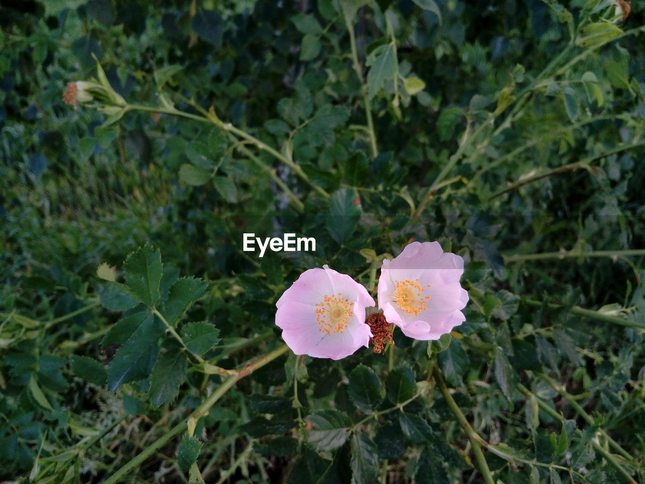 CLOSE-UP OF FLOWER BLOOMING IN PLANT