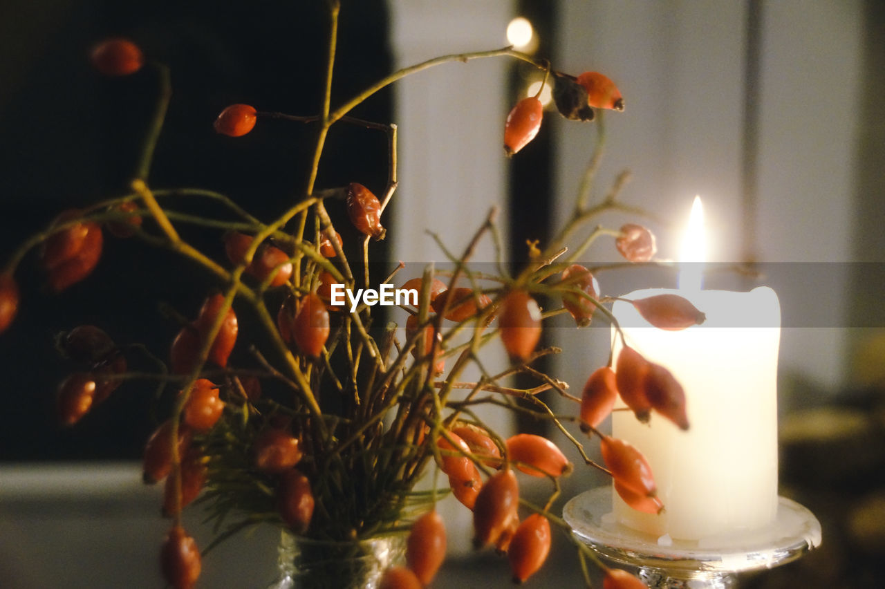 Close-up of candles on plant