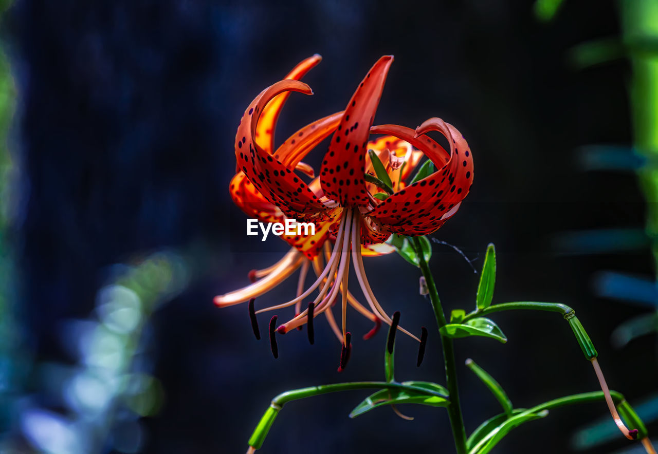 Close-up of red flowering plant