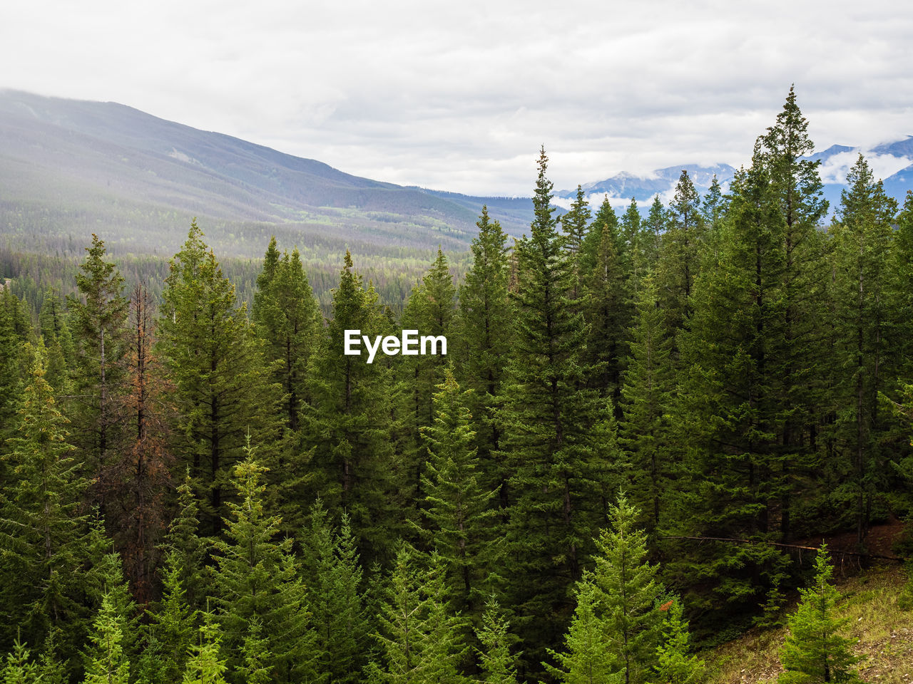 Pine trees in forest in jasper national park, alberta, canada