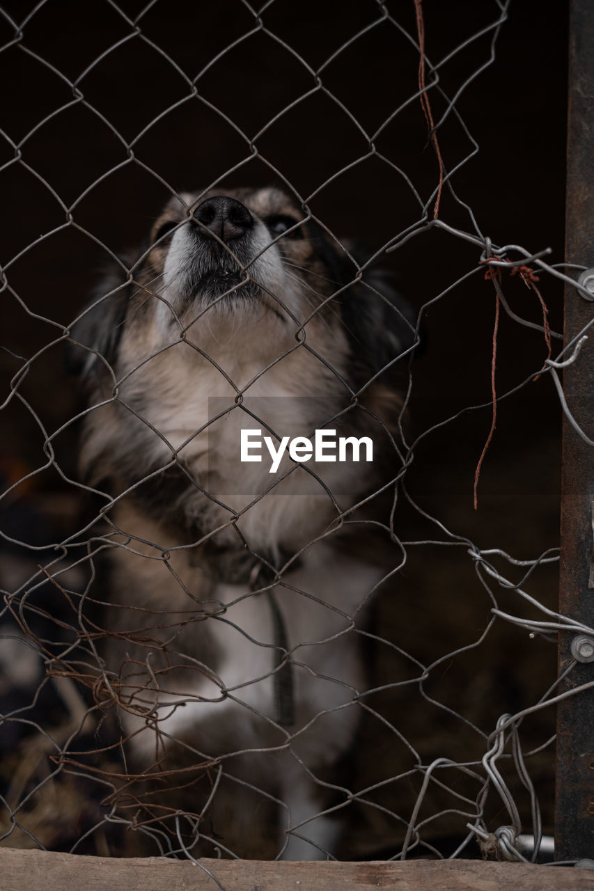 animal, animal themes, one animal, mammal, cage, fence, animal shelter, chainlink fence, pet, animal wildlife, animals in captivity, no people, security, trapped, protection, wire mesh, wire, metal, confined space, dog