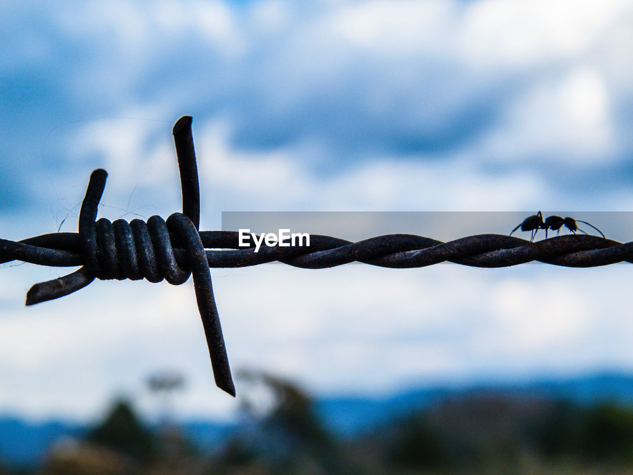 Close-up of barbed wire