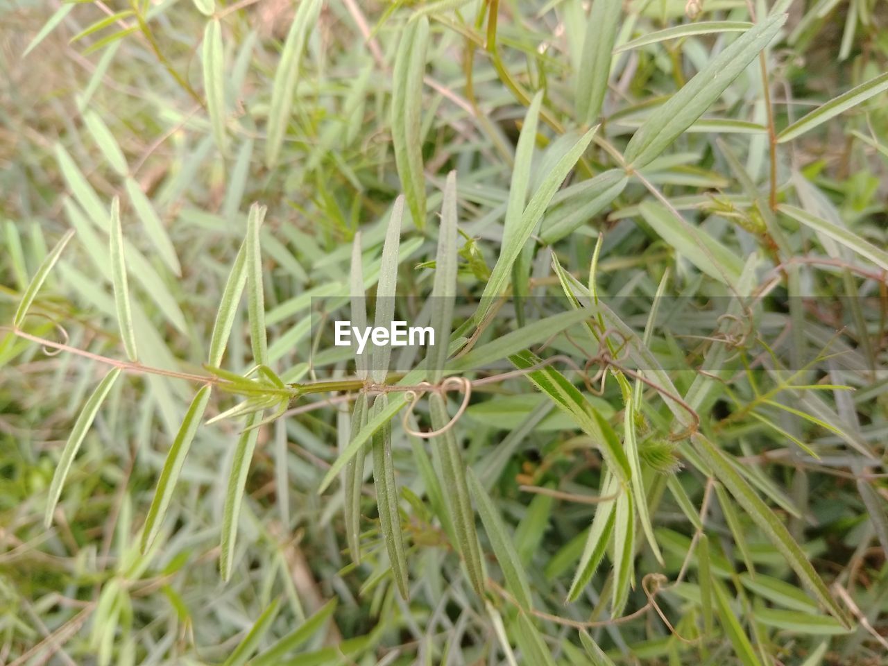 FULL FRAME SHOT OF GRASS