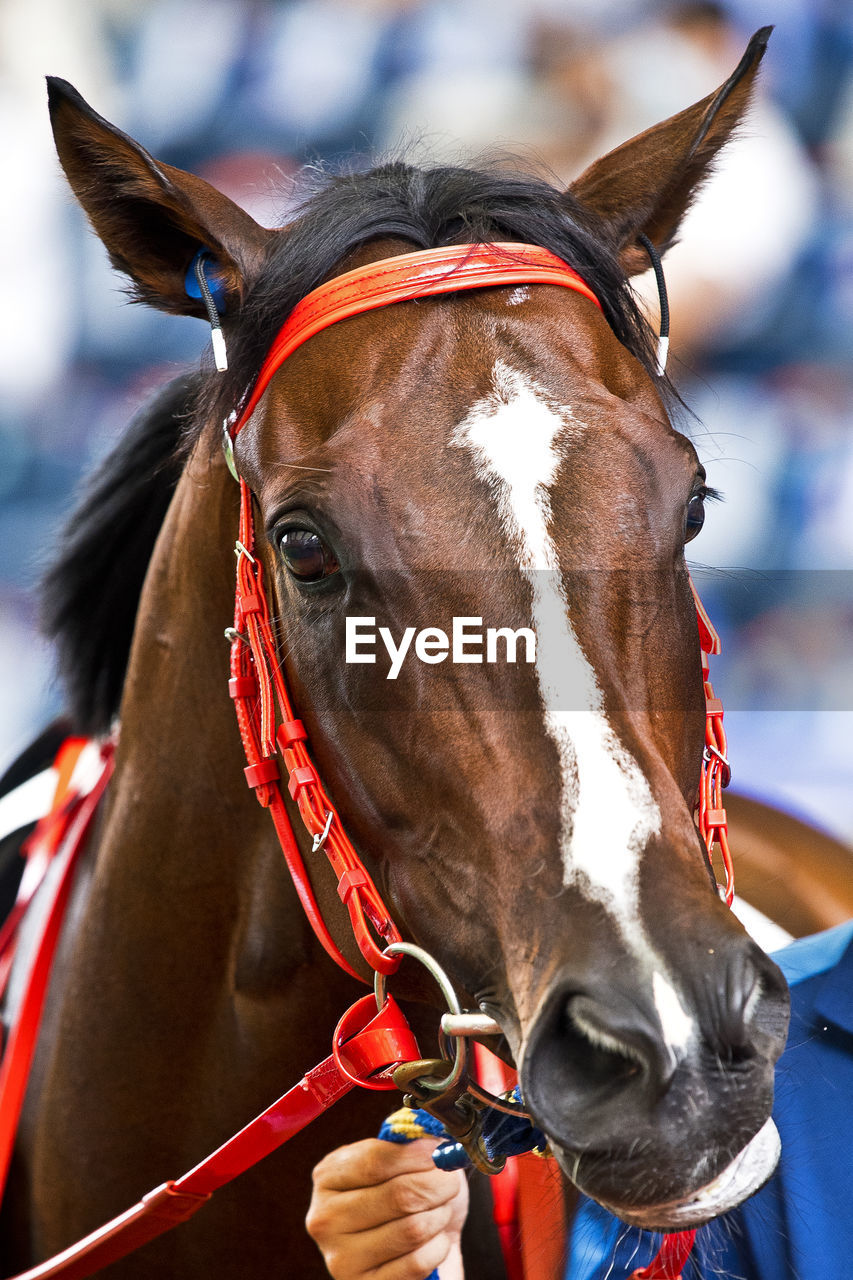 Close-up portrait of a horse