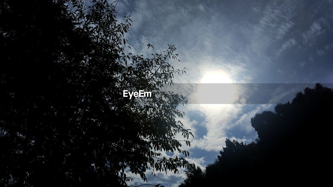 SILHOUETTE OF TREES AGAINST SKY