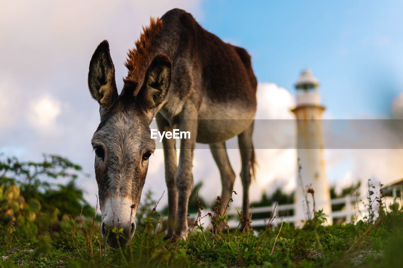 Donkey grazing on field