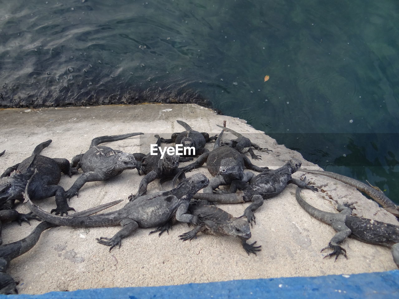 HIGH ANGLE VIEW OF LIZARD ON SEA