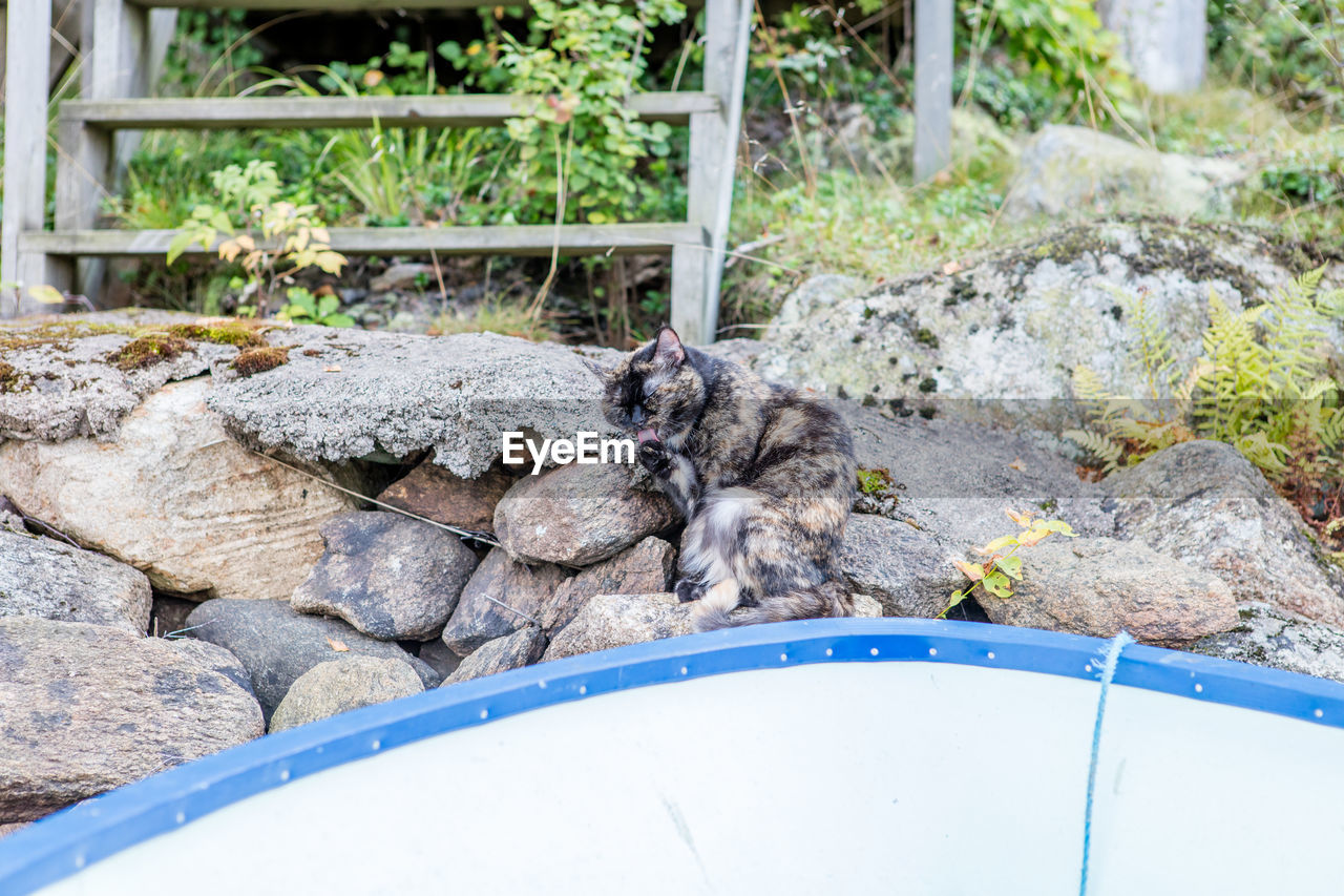 Cat sitting on rocks by boat