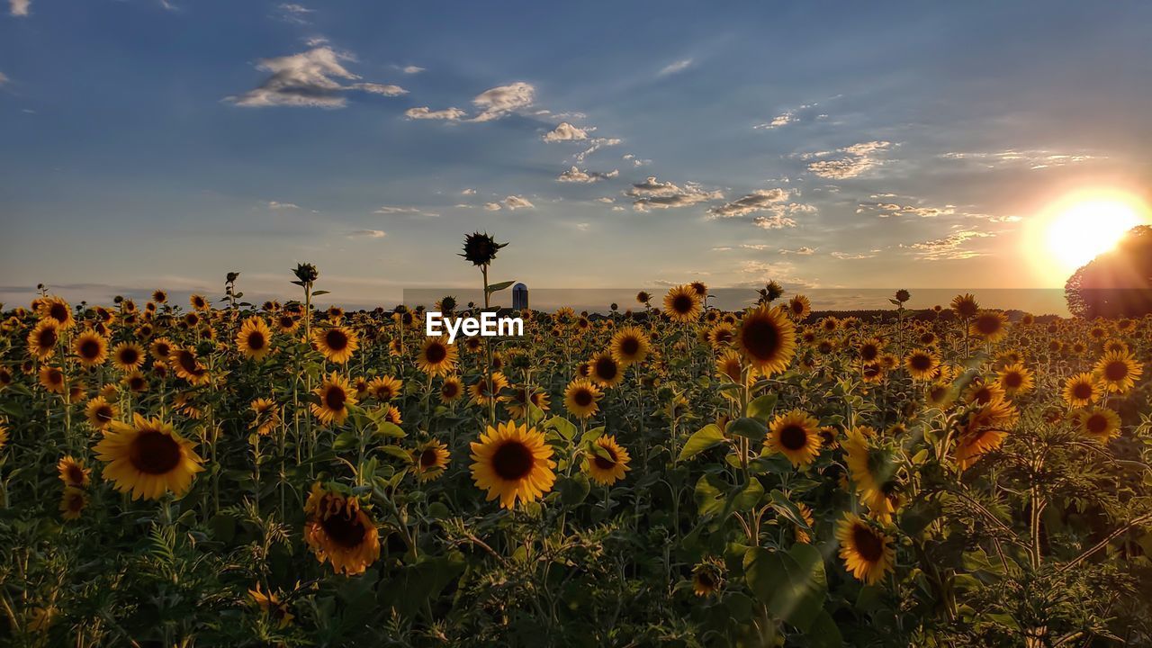 SCENIC VIEW OF SUNFLOWER FIELD AGAINST SKY