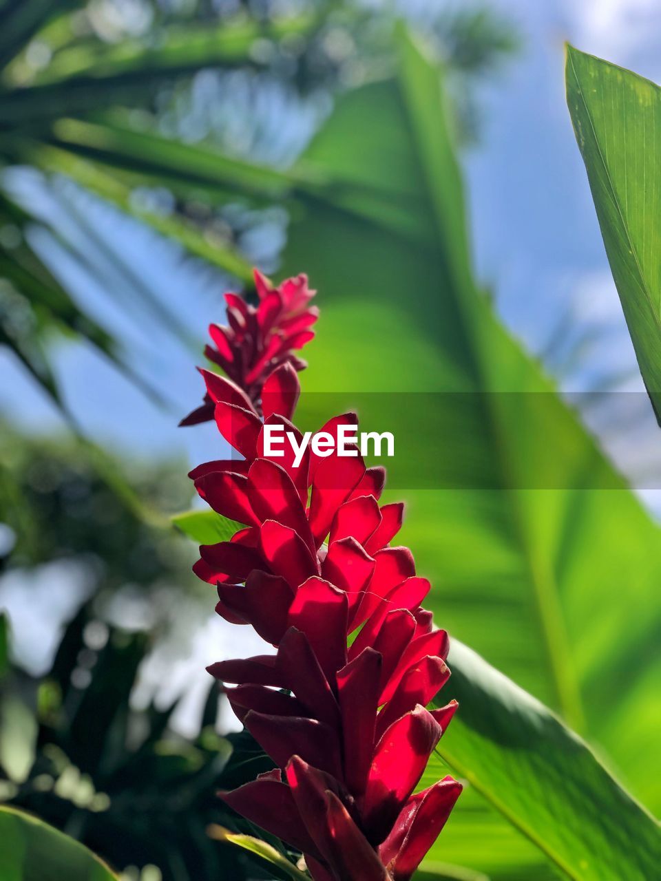 CLOSE-UP OF RED FLOWERING PLANTS