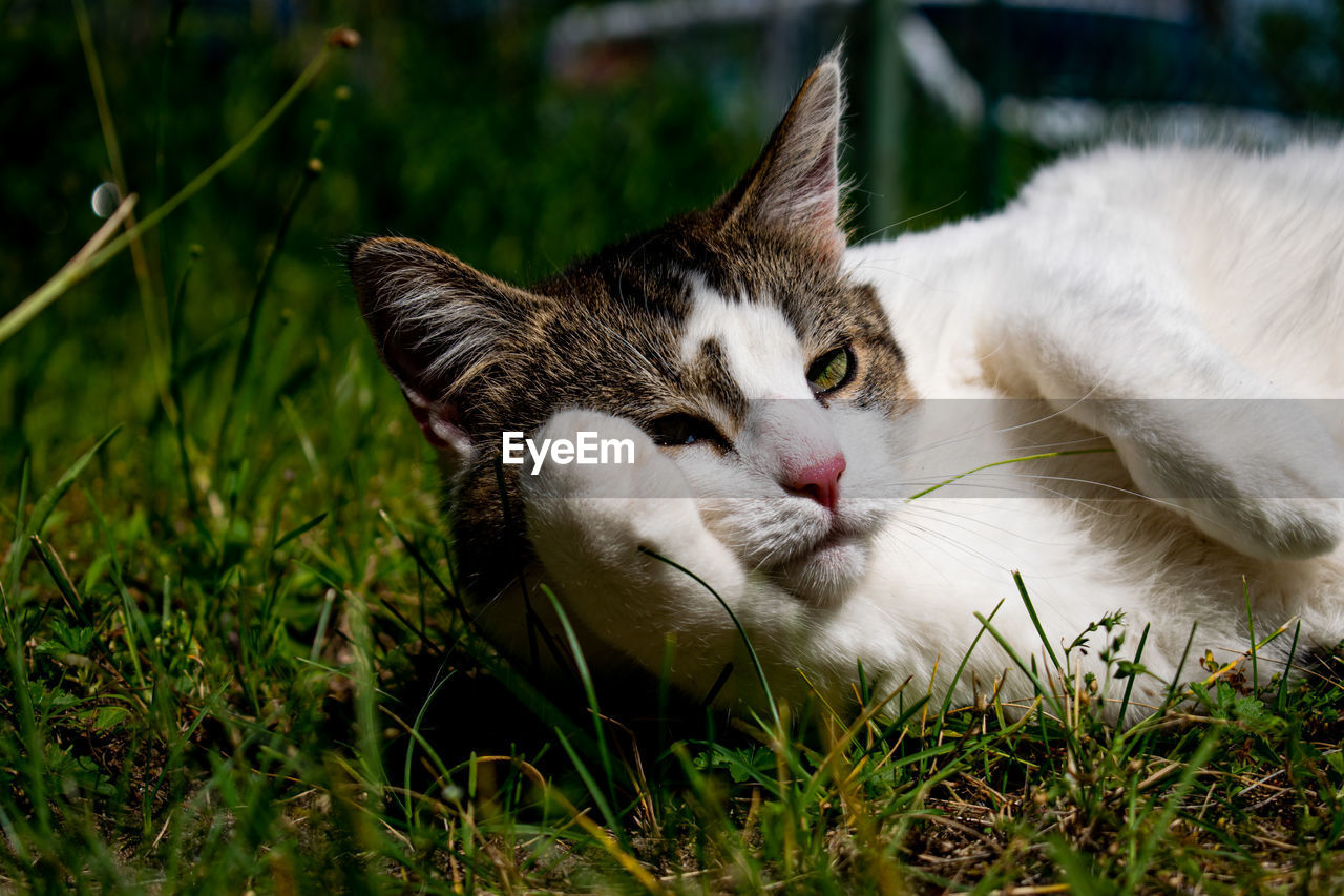 A cat in the sun 