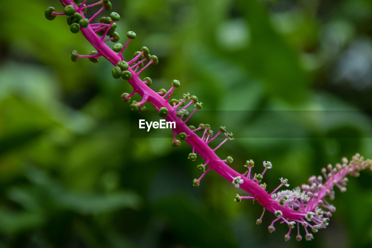 Close-up of pink flowering plant