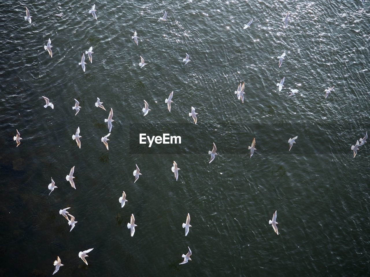 HIGH ANGLE VIEW OF BIRDS FLYING IN WATER