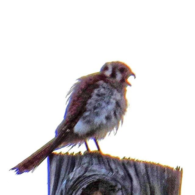 LOW ANGLE VIEW OF BIRDS PERCHING ON WALL