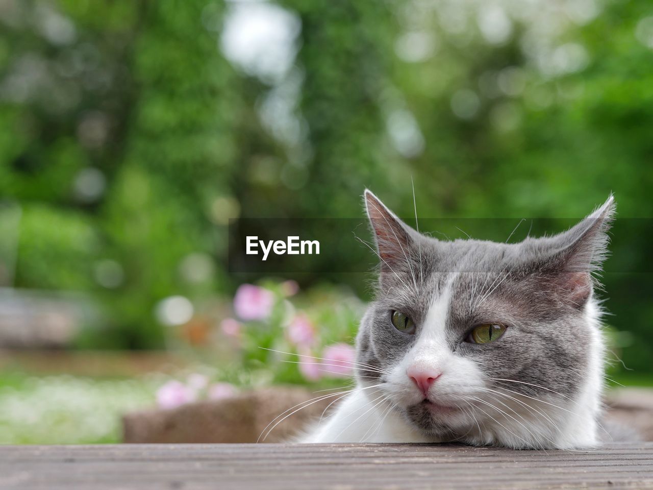 Cat looking over table at park