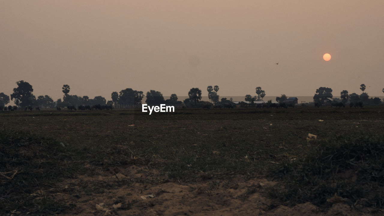 SCENIC VIEW OF FIELD AGAINST CLEAR SKY