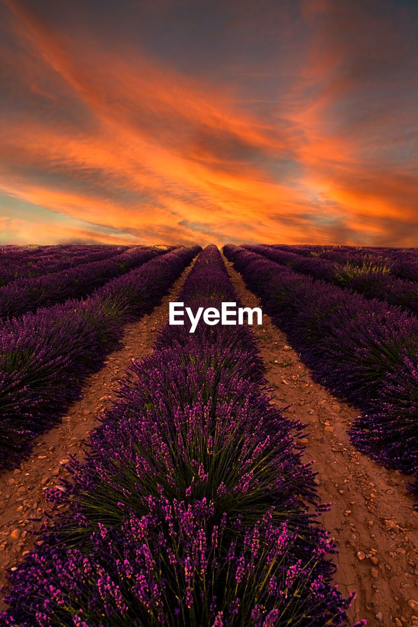 SCENIC VIEW OF FIELD DURING SUNSET