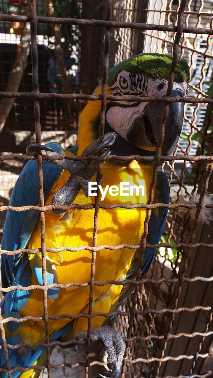 Close-up of gold and blue macaw in cage