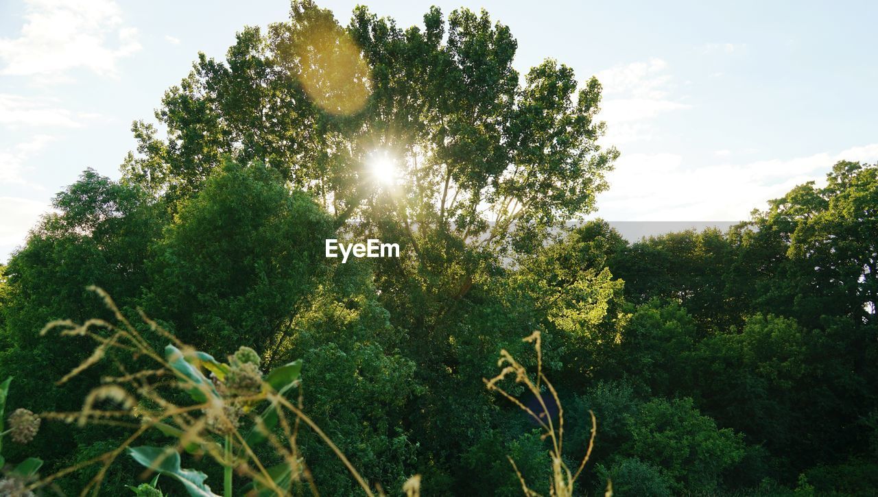 Low angle view of trees against sky